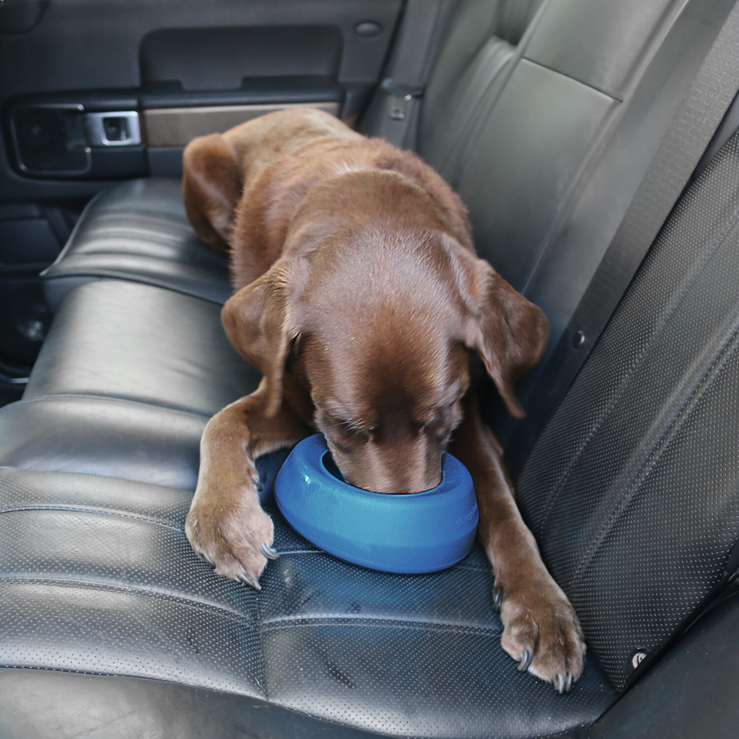 Kurgo water cheap bowl