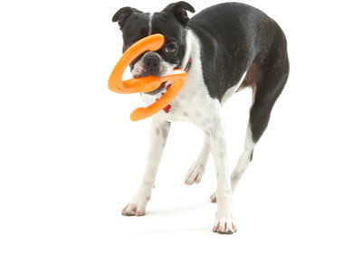 West Paw Bumi® met Zogoflex - Sterke multifunctionele werpstok voor honden - Trekspel - Apporteren - Vaatwasserbestendig