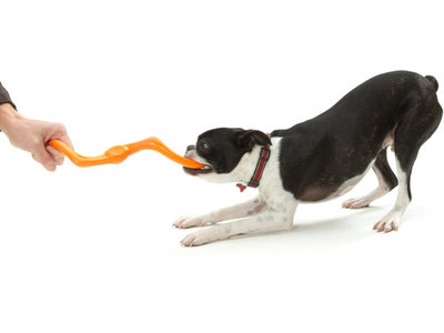West Paw Bumi® met Zogoflex - Sterke multifunctionele werpstok voor honden - Trekspel - Apporteren - Vaatwasserbestendig