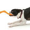 West Paw West Paw Bumi® met Zogoflex - Sterke Flexibele Werpstok voor Honden - Trekspel - Apporteren - Small of Large West Paw West Paw Bumi® met Zogoflex - Sterke Flexibele Werpstok voor Honden - Trekspel - Apporteren - Small of Large