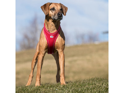 Curli Belka Actief Hondentuig, bruin, zwart en rood. Maat XS t/m XL