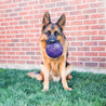 Kong Kong Flexball - Sterke speelbal voor honden van duurzaam materiaal - Paars - 15 cm Kong Kong Flexball - Sterke speelbal voor honden van duurzaam materiaal - Paars - 15 cm