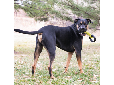 Kong Jaxx Braided Tug robuust speeltouw voor sterke honden