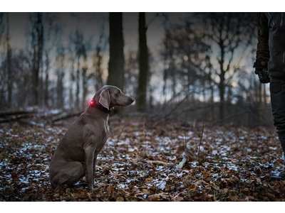 Orbiloc Stay Safe Kit met Dog Dual Safety Light - Dry Bag en veiligheidgidsen - Small of Large