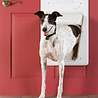 PetSafe PetSafe SmartDoor - Elektronisch huisdierluik met Smartkey voor honden tot 45 kg – Large PetSafe PetSafe SmartDoor - Elektronisch huisdierluik met Smartkey voor honden tot 45 kg – Large