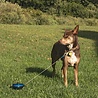 Petstages Intrekbare oprollijn met bodempin 4,5mtr of 6mtr voor honden tot 15kg en van 35 tot 55kg Petstages Intrekbare oprollijn met bodempin 4,5mtr of 6mtr voor honden tot 15kg en van 35 tot 55kg