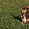Petstages Intrekbare oprollijn met bodempin 4,5mtr of 6mtr voor honden tot 15kg en van 35 tot 55kg Petstages Intrekbare oprollijn met bodempin 4,5mtr of 6mtr voor honden tot 15kg en van 35 tot 55kg
