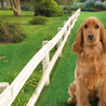 Dog Rocks Dog Rocks Natuurstenen - Voorkom Gele of kale plekken in het gras - 100% natuurlijk product Dog Rocks Dog Rocks Natuurstenen - Voorkom Gele of kale plekken in het gras - 100% natuurlijk product