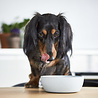 District 70 District 70 BAMBOO - Design bamboe voerbak voor honden - Merengue, Ice blauw en Donkergrijs - S / M / L District 70 District 70 BAMBOO - Design bamboe voerbak voor honden - Merengue, Ice blauw en Donkergrijs - S / M / L