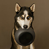 District 70 District 70 BAMBOO - Design bamboe voerbak voor honden - Merengue, Ice blauw en Donkergrijs - S / M / L District 70 District 70 BAMBOO - Design bamboe voerbak voor honden - Merengue, Ice blauw en Donkergrijs - S / M / L