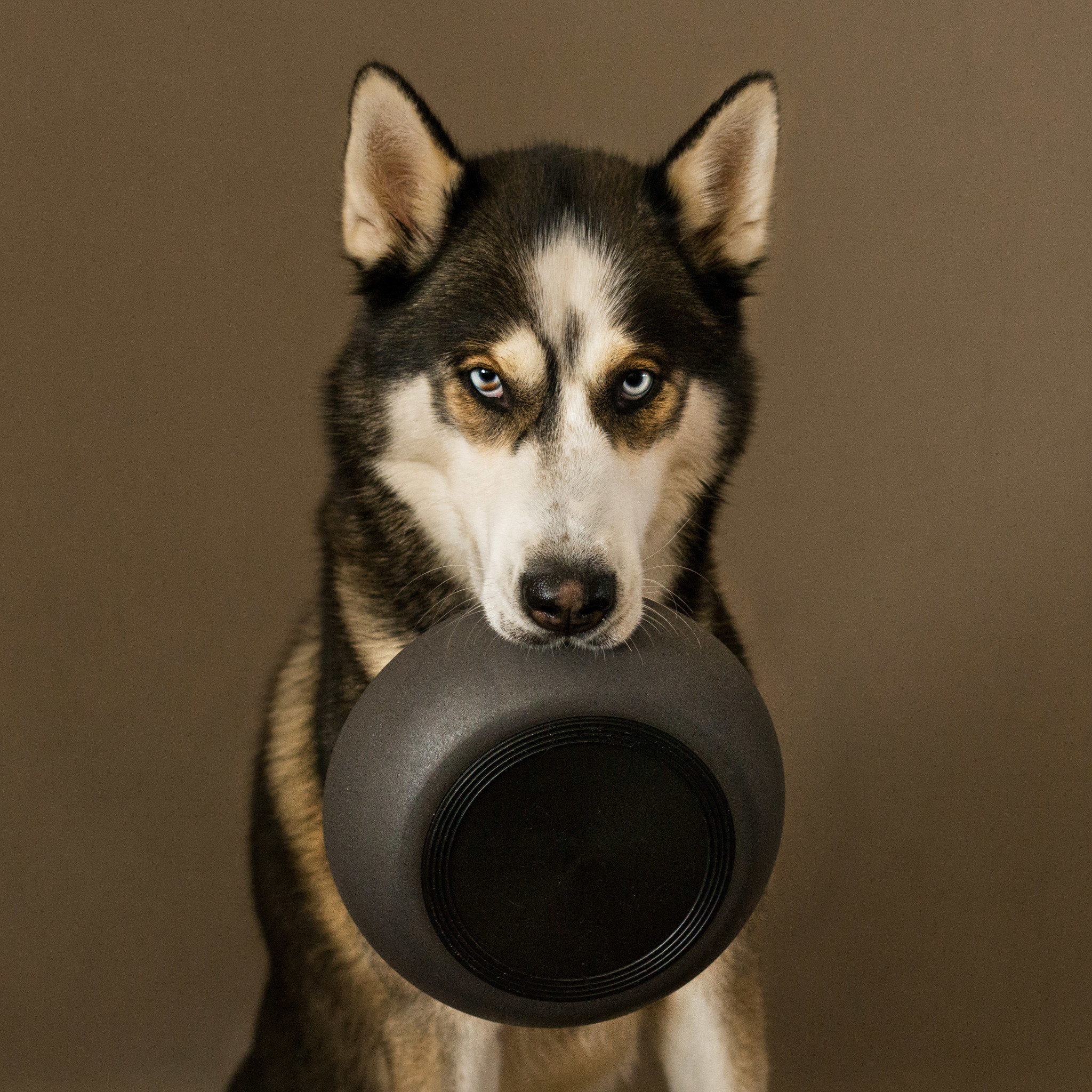 Tijd Bevestigen aan Radioactief District 70 BAMBOO - Design bamboe voerbak voor honden in 3 kleuren -  Max&Luna