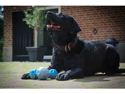 Verkoelend bot voor honden - CoolPets Cooling Frozen Bone