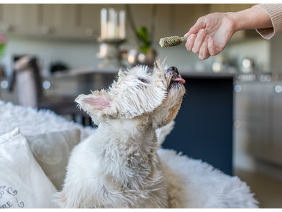 Nylabone Nutri Dent Denta Stix - Gebitsverzorgende hondensnack om tandplak en tandsteen te verminderen - Verfrist de adem - Mini / Small / Medium / Large