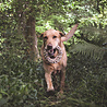 Beco Beco Hemp Jungle Ring - Speelring voor honden gemaakt van henneptouw - Voor zachte tot gematigde kauwers Beco Beco Hemp Jungle Ring - Speelring voor honden gemaakt van henneptouw - Voor zachte tot gematigde kauwers