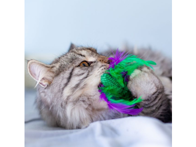 Speelgoed met Catnip voor Katten - Krazy Kale - Gebitsverzorgend