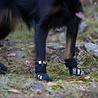 Rukka Pets RukkaPets Step Shoes - Stijlvolle beschermende hondenschoenen - Ritssluiting - 4 schoenen per pak Rukka Pets RukkaPets Step Shoes - Stijlvolle beschermende hondenschoenen - Ritssluiting - 4 schoenen per pak
