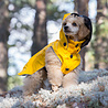 Rukka Pets Rukka Pets Stream Raincoat - Trendy gele hondenregenjas - Opening voor riem of harnas - Afneembare capuchon - In 11 maten Rukka Pets Rukka Pets Stream Raincoat - Trendy gele hondenregenjas - Opening voor riem of harnas - Afneembare capuchon - In 11 maten