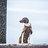 Rukka Pets Rukka Pets Comfy Jacket - Warme fleece jas voor honden - 9 maten - Zwart of Groen Rukka Pets Rukka Pets Comfy Jacket - Warme fleece jas voor honden - 9 maten - Zwart of Groen