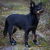 Rukka Pets RukkaPets Step Shoes - Stijlvolle beschermende hondenschoenen - Ritssluiting - 4 schoenen per pak Rukka Pets RukkaPets Step Shoes - Stijlvolle beschermende hondenschoenen - Ritssluiting - 4 schoenen per pak