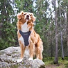 Rukka Pets Rukka Pets Comfort Air Harness - Lichtgewicht en Ademend Hondentuig - Ergonomisch design - Geel, Roze en Grijs - XS / S / M / L / XL Rukka Pets Rukka Pets Comfort Air Harness - Lichtgewicht en Ademend Hondentuig - Ergonomisch design - Geel, Roze en Grijs - XS / S / M / L / XL