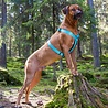 Rukka Pets Rukka Pets Form Y harnas - Verstelbaar hondentuig Y model - Zwart of Turquoise - XXS, XS, S, M, L Rukka Pets Rukka Pets Form Y harnas - Verstelbaar hondentuig Y model - Zwart of Turquoise - XXS, XS, S, M, L