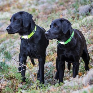 Rukka Pets Hondenhalsband met ingebouwd veiligheidslampje