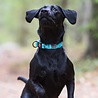 Rukka Pets Rukka Pets Twist Collar - Duurzame hondenhalsband van gerecycled materiaal - X-small, small, medium, large - Turquoise, roze Rukka Pets Rukka Pets Twist Collar - Duurzame hondenhalsband van gerecycled materiaal - X-small, small, medium, large - Turquoise, roze