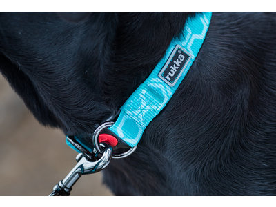 Duurzame hondenhalsband van gerecycled materiaal