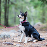 Rukka Pets Rukka Pets Twist Collar - Duurzame hondenhalsband van gerecycled materiaal - X-small, small, medium, large - Turquoise, roze Rukka Pets Rukka Pets Twist Collar - Duurzame hondenhalsband van gerecycled materiaal - X-small, small, medium, large - Turquoise, roze