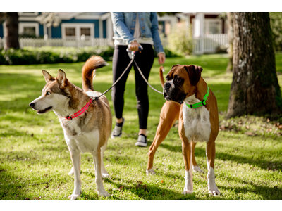 Wigzi Dual Doggie Gel Leash- Dubbele Hondenriem met anti-knoop - Small, Medium/ Large - Gel handvat