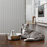 PetSafe PetSafe® Seaside Stainless Steel Pet Fountain - RVS drinkfontein voor katten en kleine honden - Water borrelt zacht over de toren - Door het design van alle kanten bereikbaar - 1,8 liter PetSafe PetSafe® Seaside Stainless Steel Pet Fountain - RVS drinkfontein voor katten en kleine honden - Water borrelt zacht over de toren - Door het design van alle kanten bereikbaar - 1,8 liter