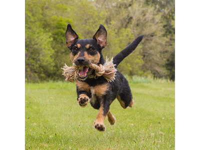 Flostouw voor Kleine en Grote Honden - Stevig en Verantwoorde Tandverzorging - Beco Pets BecoRope - In Small (25cm), Medium (35cm) of Large (47cm)