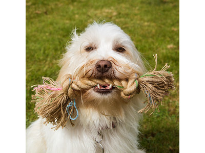 Flostouw voor Kleine en Grote Honden - Stevig en Verantwoorde Tandverzorging - Beco Pets BecoRope - In Small (25cm), Medium (35cm) of Large (47cm)