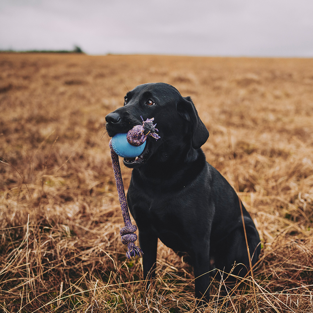 Bladeren verzamelen Uitscheiden Wasserette Bal aan Touw voor Hond - Max&Luna