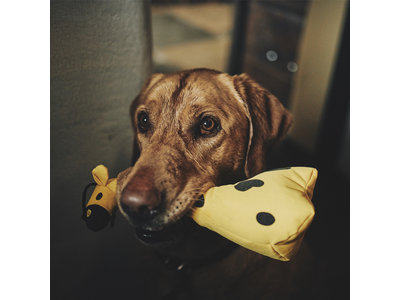 Honden Knuffel Giraffe - Duurtzaam, Extra Sterk en van Pluche - Beco Pets - S/M/L