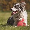 Beco Hondenspeelgoed van Duurzaam 100% Gerecycled Materiaal - Beco Pets Pluche Knuffel Aap - Medium - 21 cm Beco Hondenspeelgoed van Duurzaam 100% Gerecycled Materiaal - Beco Pets Pluche Knuffel Aap - Medium - 21 cm