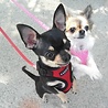 Puppia Puppia Ritefit Harness - Extra zacht verstelbaar hondentuigje - S tot XL Puppia Puppia Ritefit Harness - Extra zacht verstelbaar hondentuigje - S tot XL