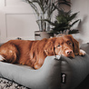 District 70 District 70 CLASSIC Box Bed - Comfortabele Hondenmand met afneembare & wasbare hoes - in 4 kleuren en S/M/L/XL District 70 District 70 CLASSIC Box Bed - Comfortabele Hondenmand met afneembare & wasbare hoes - in 4 kleuren en S/M/L/XL