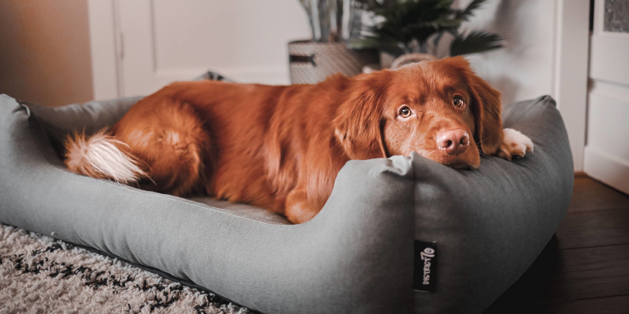 Raadplegen Onenigheid Avondeten Hoe kies je de juiste Hondenmand? - Max&Luna