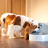 PetSafe PetSafe Drinkwell® Original Pet Fountain - Drinkfontein voor katten en kleine honden - Met vrijvallende waterstroom - 1,5 liter PetSafe PetSafe Drinkwell® Original Pet Fountain - Drinkfontein voor katten en kleine honden - Met vrijvallende waterstroom - 1,5 liter