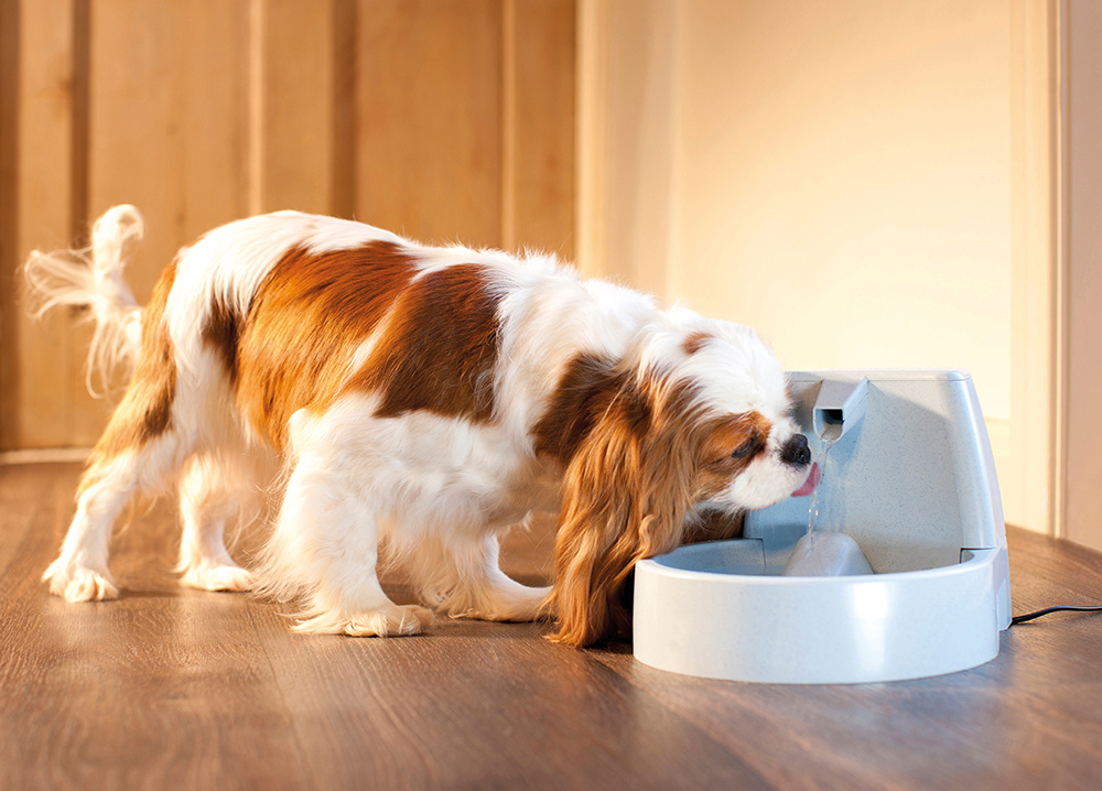 trog uitvoeren ingenieur PetSafe Drinkwell Original Pet Fountain - Drinkfontein kat en hond -  Max&Luna