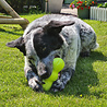 West Paw West Paw Rumpus Zogoflex - Extra sterk hondenspeeltje - Voor écht sterke kauwers - Blijft drijven - Oranje, Blauw of Groen - Small of Medium West Paw West Paw Rumpus Zogoflex - Extra sterk hondenspeeltje - Voor écht sterke kauwers - Blijft drijven - Oranje, Blauw of Groen - Small of Medium