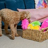 West Paw West Paw Rowdies™ Custer - Sterk Pluche Hondenspeeltje met Pieper - Roze, Groen en Geel West Paw West Paw Rowdies™ Custer - Sterk Pluche Hondenspeeltje met Pieper - Roze, Groen en Geel