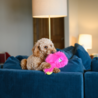 West Paw West Paw Rowdies™ Wilson - Pluche Hondenspeelgoed - Sterke Knuffel met Pieper in Roze, Groen en Geel - Ideaal voor Trekspel West Paw West Paw Rowdies™ Wilson - Pluche Hondenspeelgoed - Sterke Knuffel met Pieper in Roze, Groen en Geel - Ideaal voor Trekspel