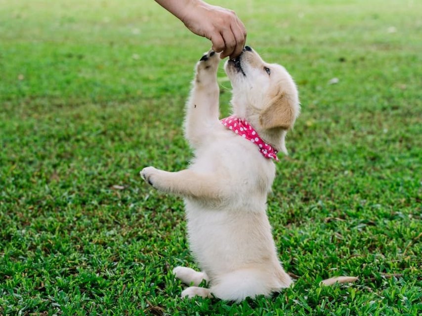 volwassen hond Pigment 10 redenen waarom jij op puppy cursus wilt - Max&Luna