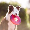 West Paw West Paw Seaflex™ Sailz - Duurzaam Hondenspeelgoed - Frisbee in Roze, Groen en Blauw - Voor gemiddeld sterke Kauwers en Honden die graag Rennen West Paw West Paw Seaflex™ Sailz - Duurzaam Hondenspeelgoed - Frisbee in Roze, Groen en Blauw - Voor gemiddeld sterke Kauwers en Honden die graag Rennen