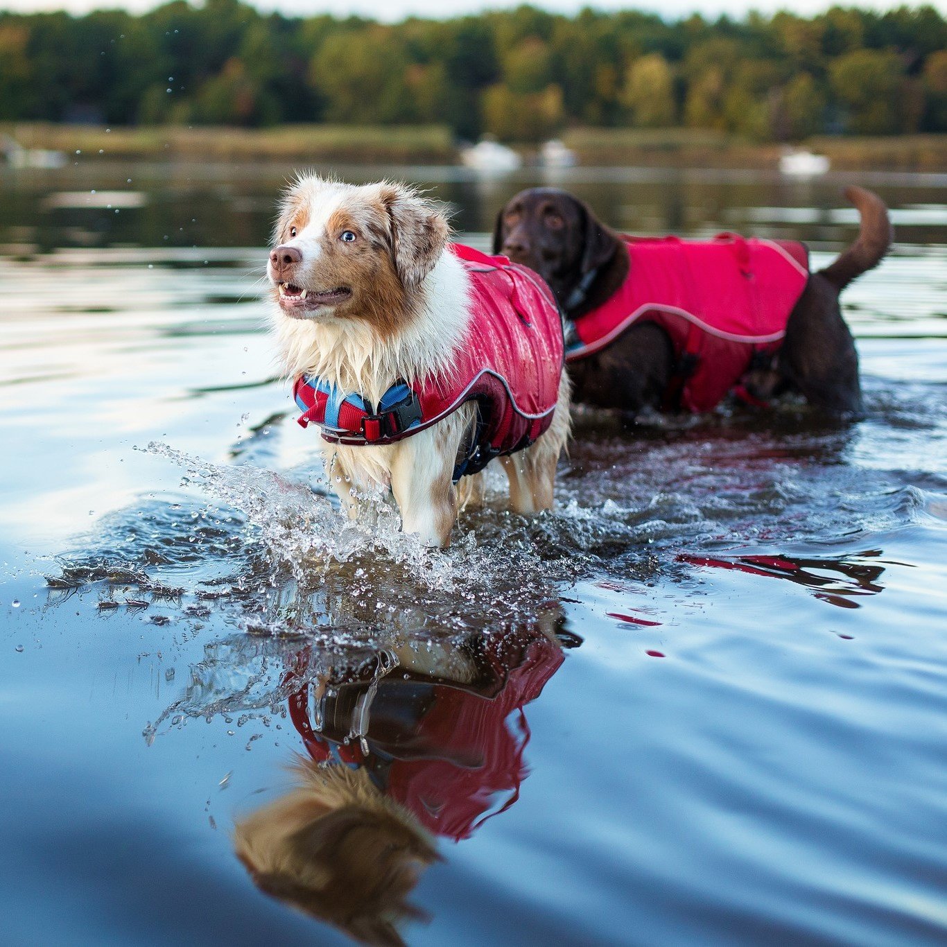 Bekend Overtuiging Gloed Kurgo Surf 'n Turf - Zwemvest voor honden - Max&Luna
