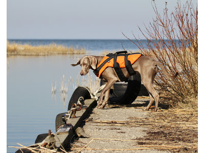 RukkaPets - Zwemvest voor honden - Veilig op de boot - Lichtgewicht Reddingsvest - Verkrijgbaar in XS, S, M, L, XL