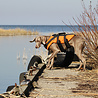 Rukka Pets Rukka Pets - Zwemvest voor honden - Veilig op de boot - Lichtgewicht Reddingsvest - Verkrijgbaar in XS, S, M, L, XL Rukka Pets Rukka Pets - Zwemvest voor honden - Veilig op de boot - Lichtgewicht Reddingsvest - Verkrijgbaar in XS, S, M, L, XL