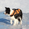 Rukka Pets Rukka Pets - Zwemvest voor honden - Veilig op de boot - Lichtgewicht Reddingsvest - Verkrijgbaar in XS, S, M, L, XL Rukka Pets Rukka Pets - Zwemvest voor honden - Veilig op de boot - Lichtgewicht Reddingsvest - Verkrijgbaar in XS, S, M, L, XL